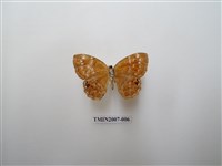 藏品(白點褐蜆蝶)的圖片